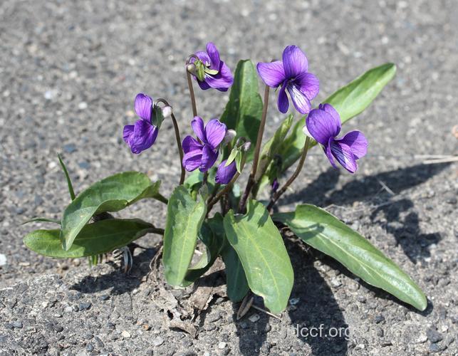 东北堇菜的功效与作用