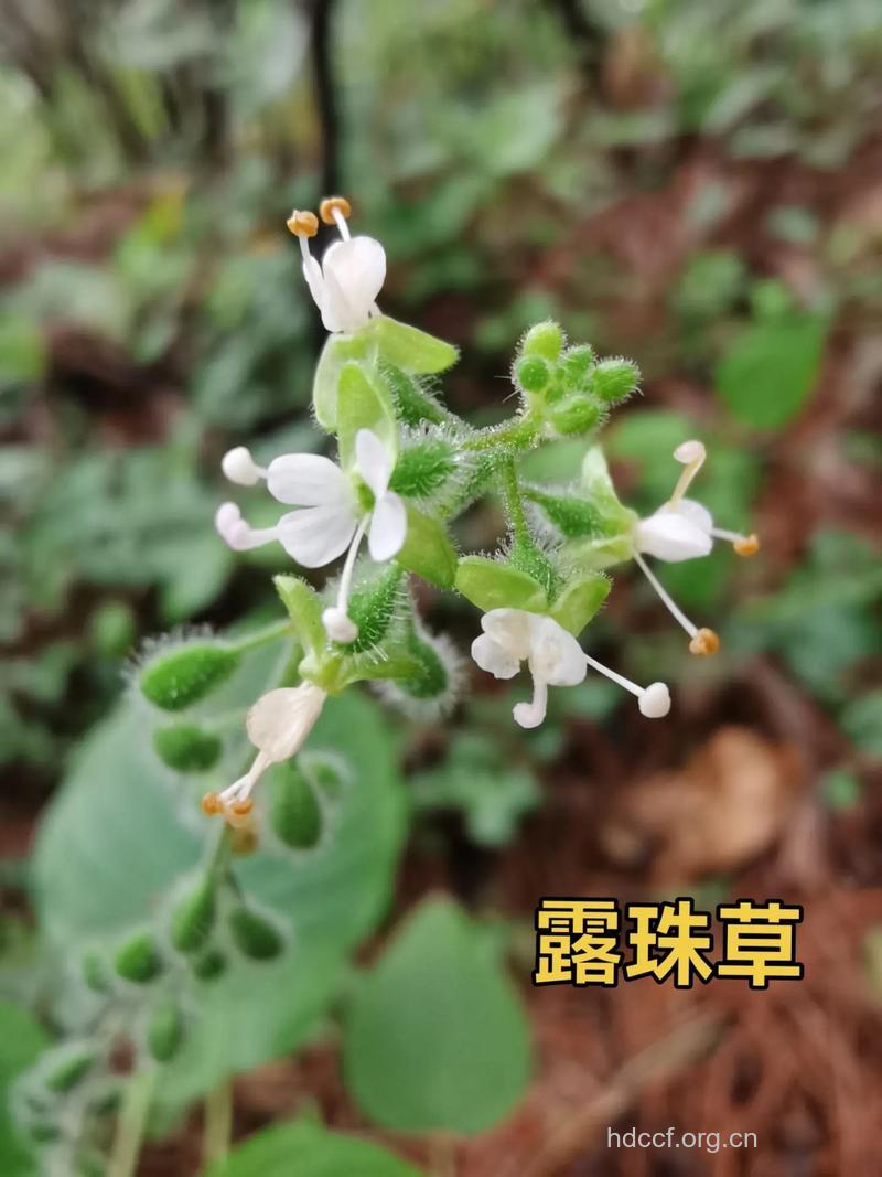 高山露珠草的功效与作用