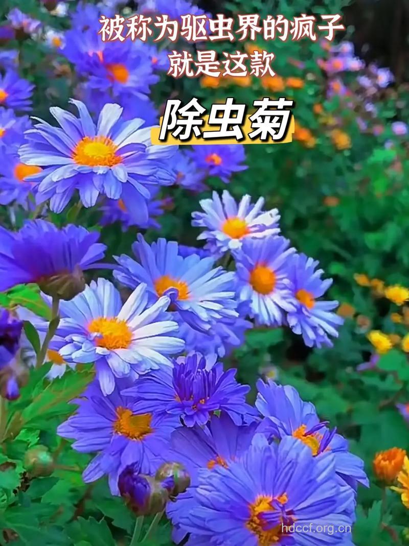 除虫菊的功效与作用