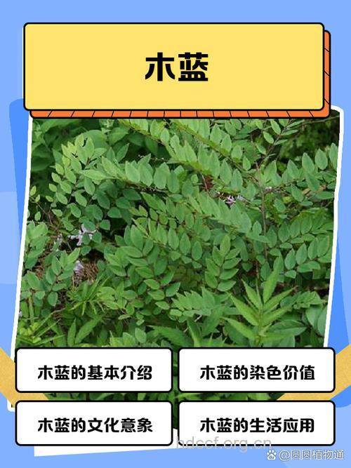 豆根木蓝的功效与作用