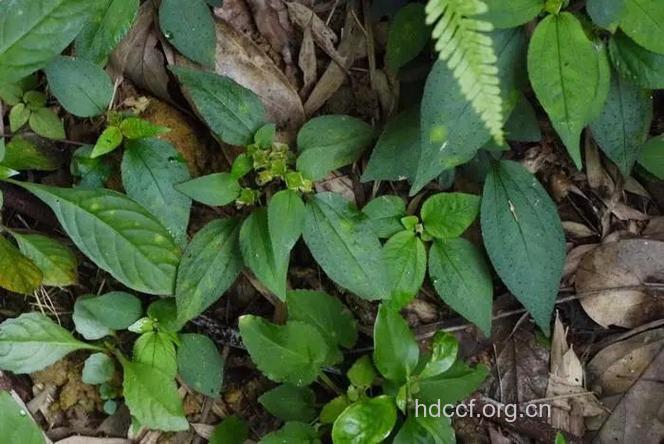 楮茎的功效与作用