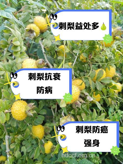 刺梨叶的功效与作用