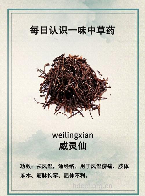 大花威灵仙的功效与作用