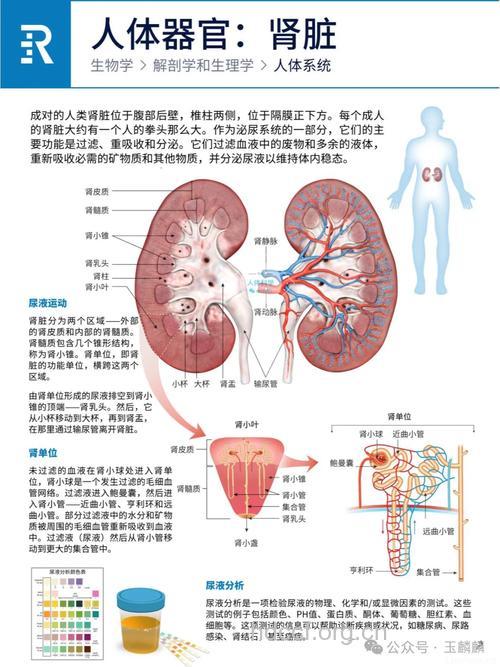 通过肺传输的胰岛素出世