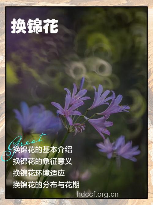 换锦花的功效与作用