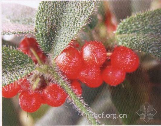 红毛毡的功效与作用