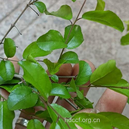 冻绿刺的功效与作用