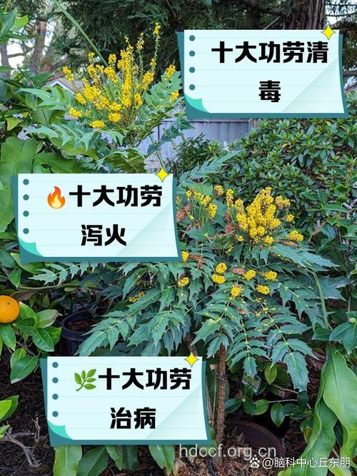 功劳木的功效与作用