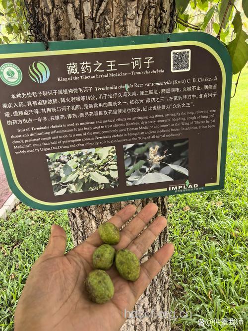 诃子叶的功效与作用