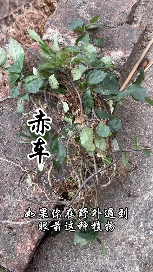 赤车使者根的功效与作用