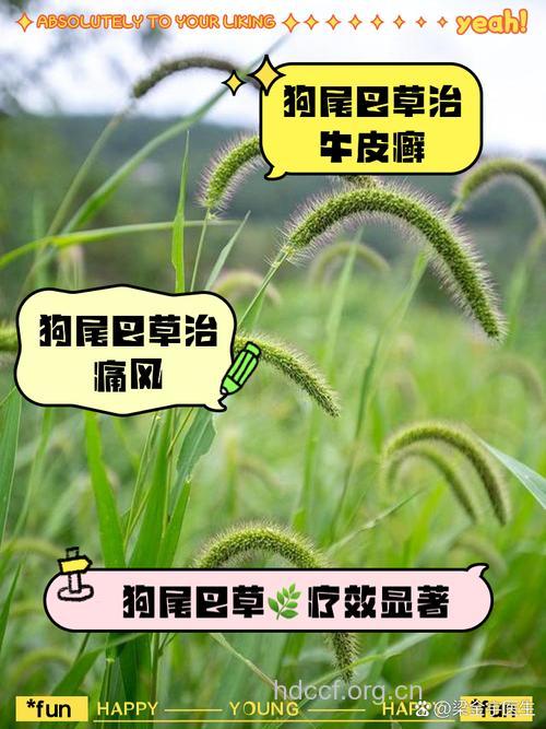 狗脚草根的功效与作用