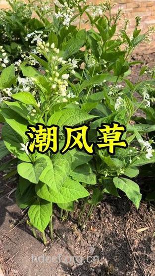 潮风草的功效与作用