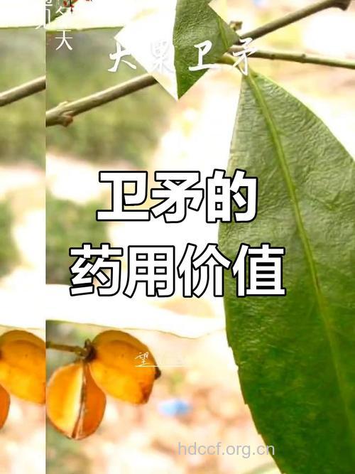 大果卫矛的功效与作用