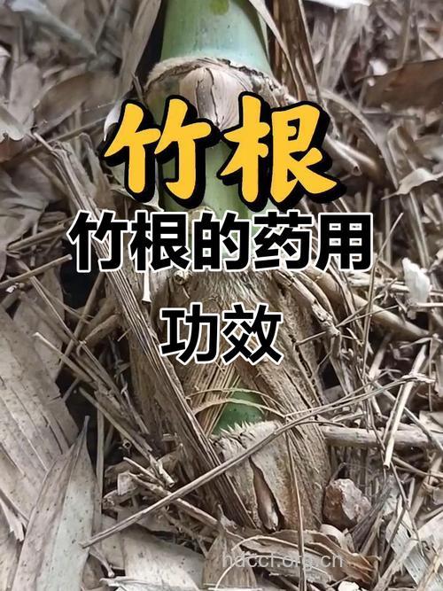 慈竹根的功效与作用