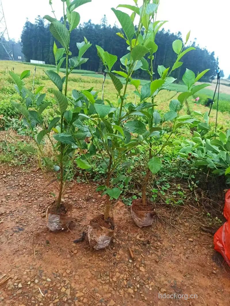 旱冬瓜的功效与作用