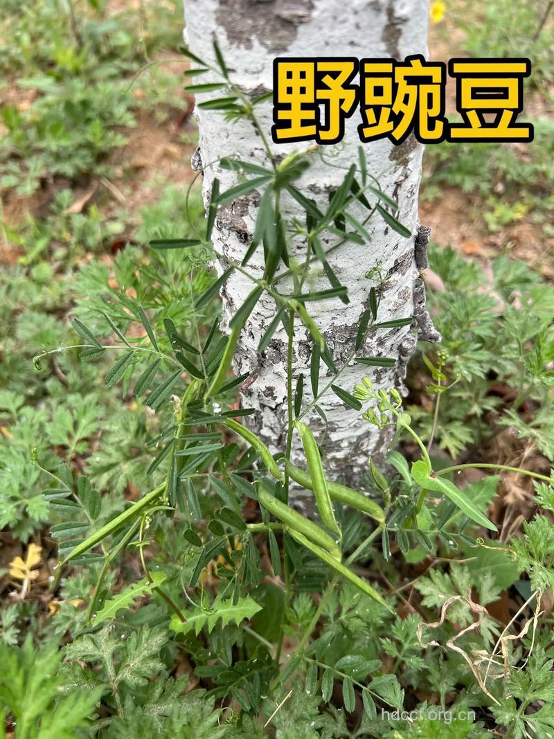 多茎野豌豆的功效与作用