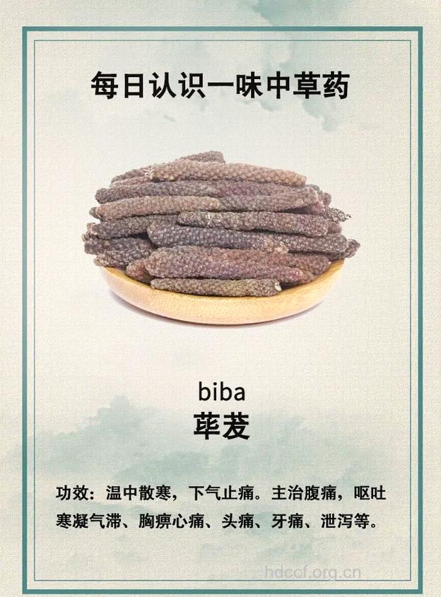 长果荜茇的功效与作用