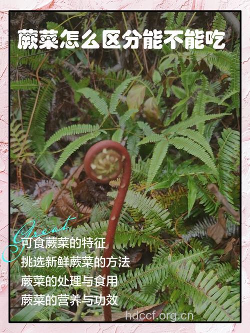 蕨菜竟然也会致癌 一起来认识蕨菜
