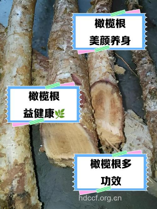 橄榄根的功效与作用