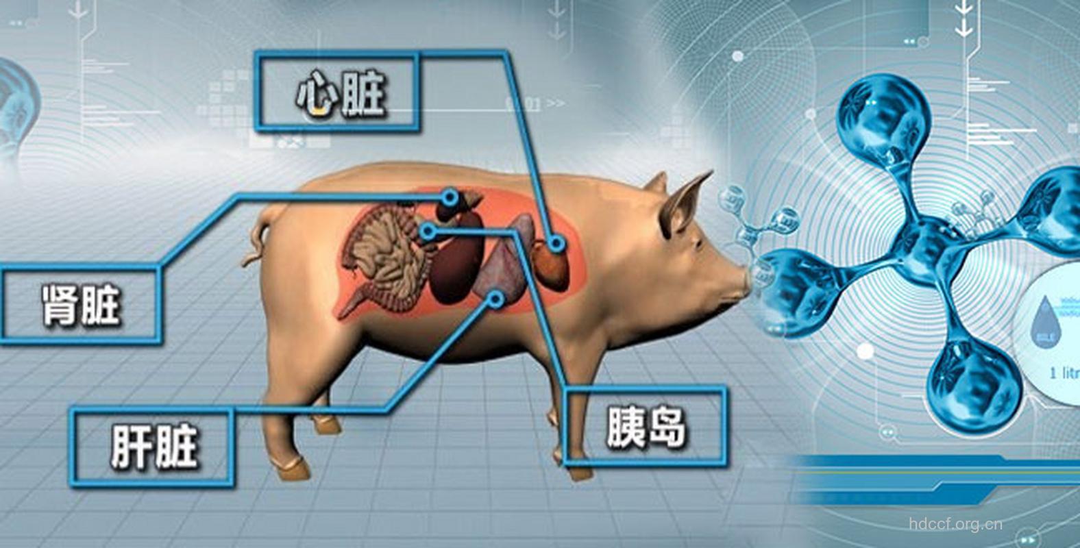 猪细胞对抗糖尿病?