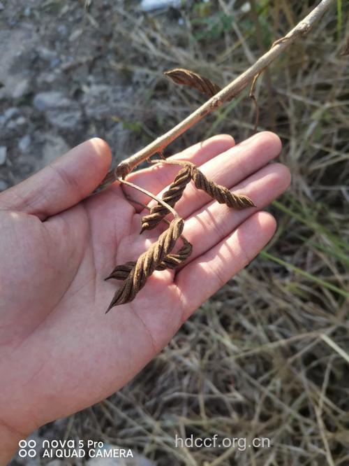 火索麻的功效与作用