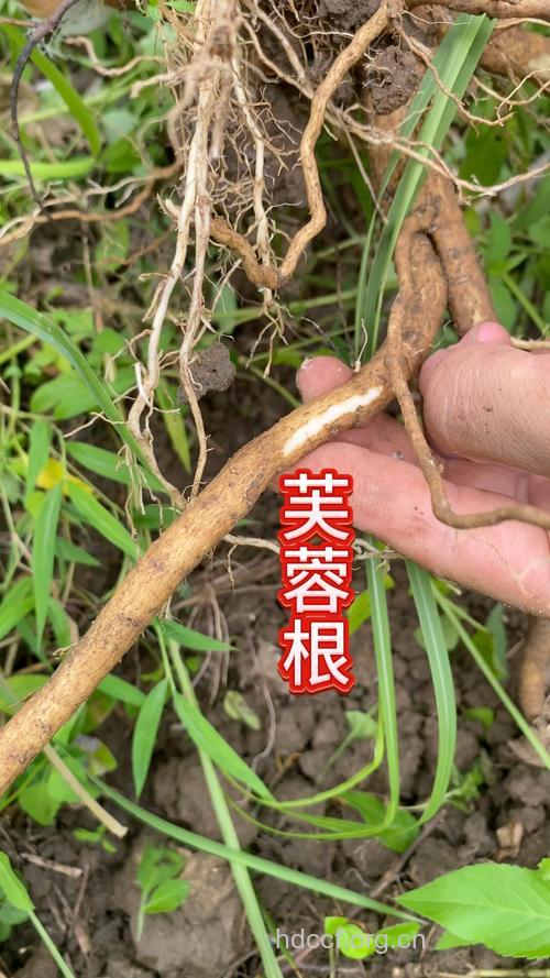 芙蓉根的功效与作用