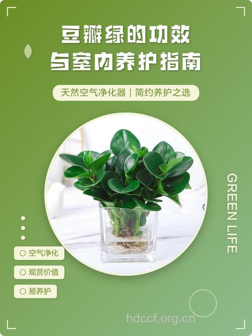 豆瓣绿的功效与作用