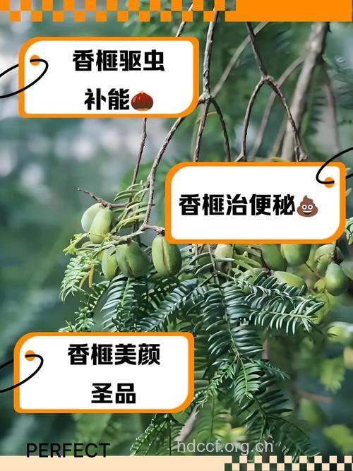 榧枝叶的功效与作用