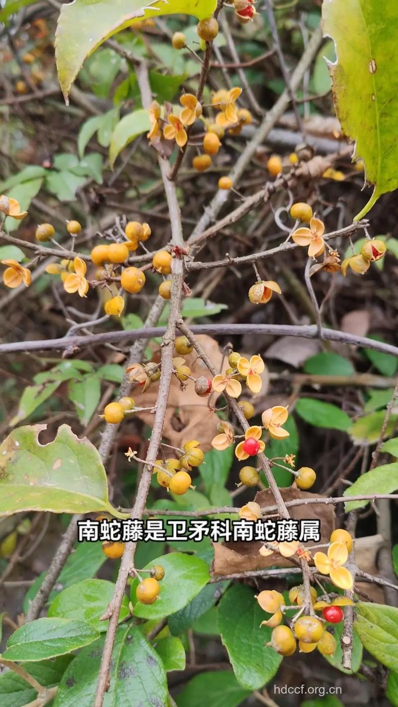 刺苞南蛇藤的功效与作用