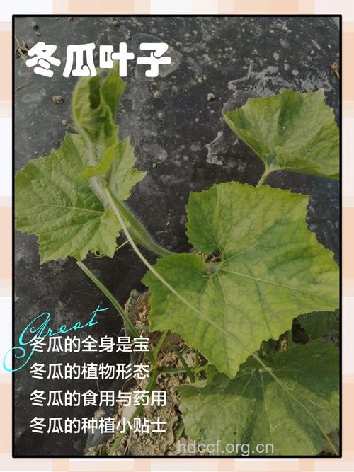 冬瓜叶的功效与作用