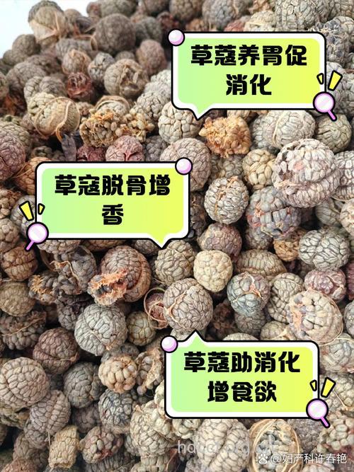 大草蔻的功效与作用