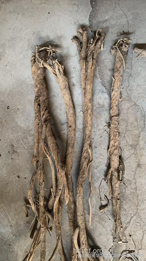 风箱树根的功效与作用