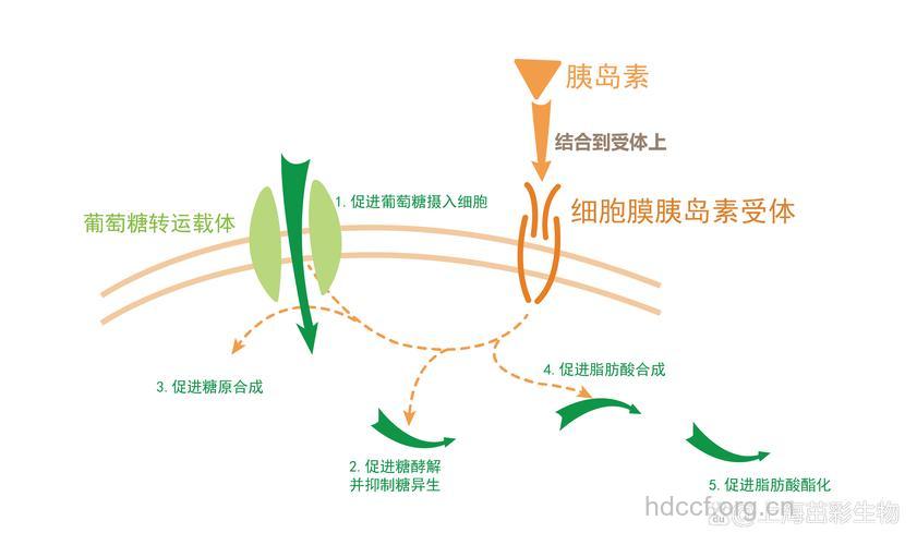 胰岛素给药的各种新途径