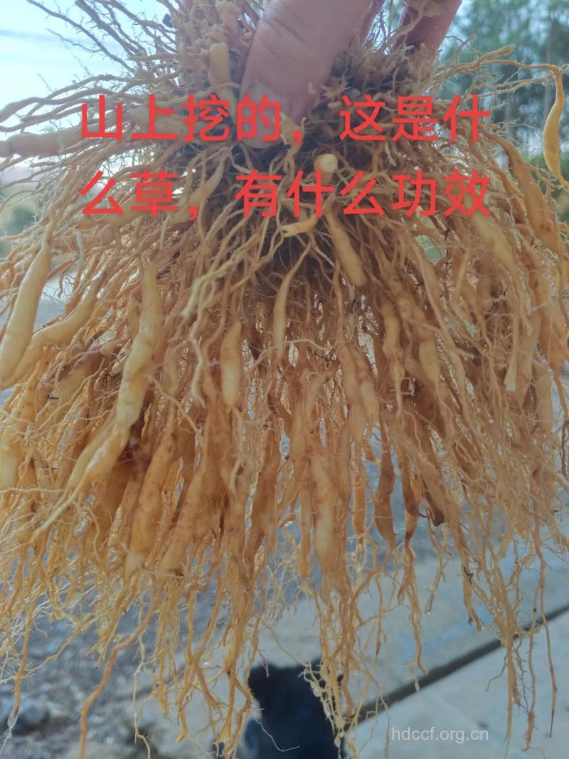 红麸杨根的功效与作用
