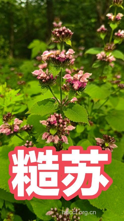 糙苏的功效与作用