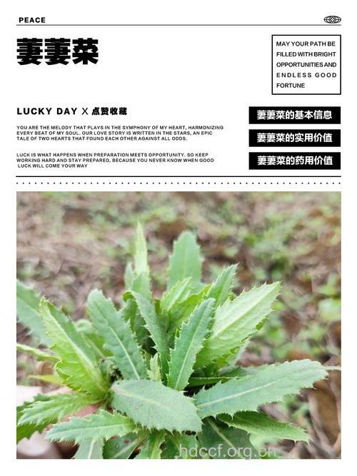 长青草的功效与作用