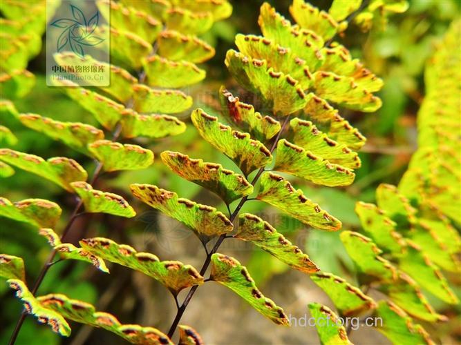 过坛龙的功效与作用