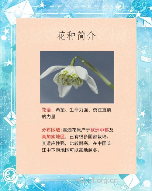 滴滴花的功效与作用