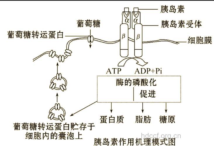 何为胰腺甜味受体
