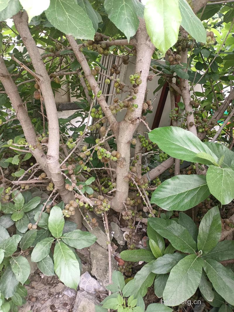 钭叶榕的功效与作用