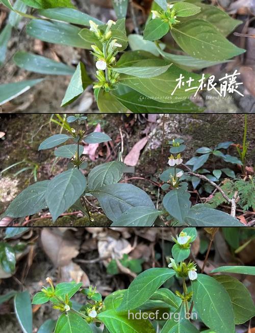 杜根藤的功效与作用