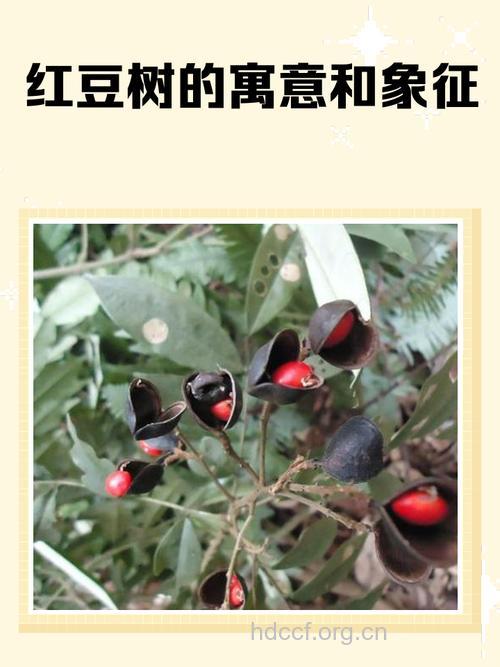 红豆树的功效与作用