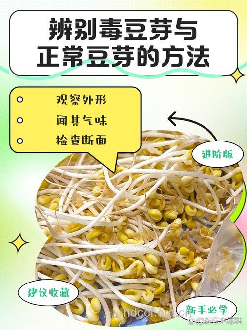 怎么辨别豆芽有毒没毒?