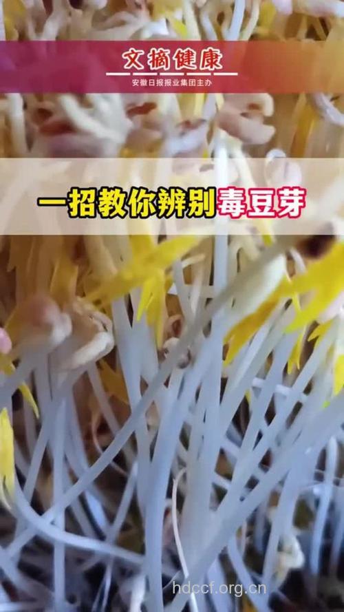 市场上毒豆芽如何识别？