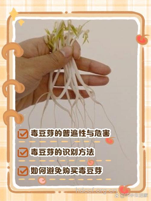 毒豆芽会致癌 辨别毒豆芽的小妙招