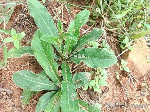 地贵草根的功效与作用