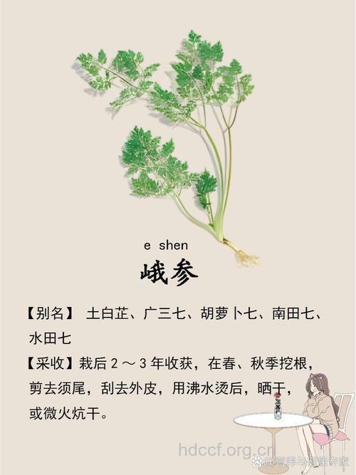 峨参的功效与作用