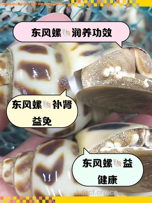东风螺的功效与作用
