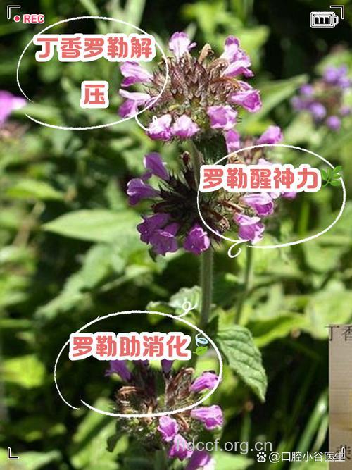 丁香罗勒的功效与作用