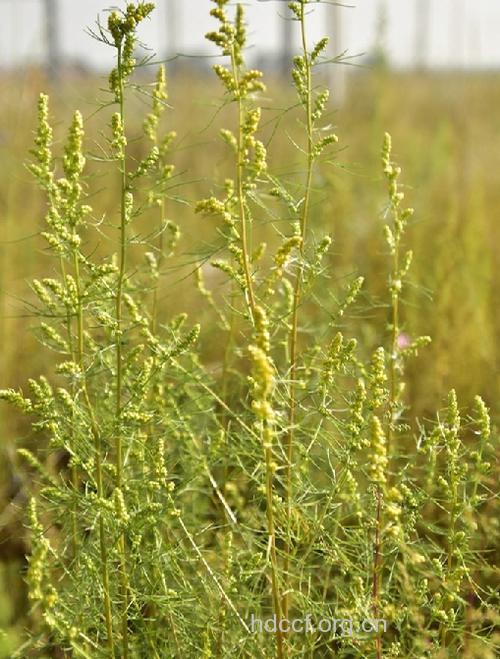 大黑蒿的功效与作用